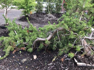 japanese maple tree bonsai for sale Acer palmatum atropurpureum - Red Leaf Japanese Maple